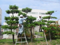樹木管理・庭手入れ